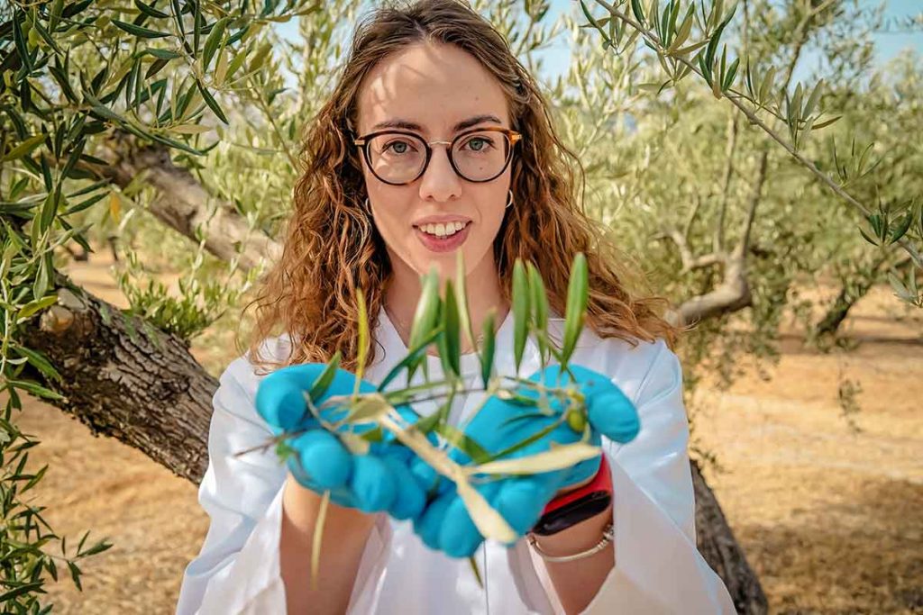 ciencia-xyleya-fastidiosa-olivar-investigacion-csic